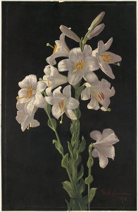 Easter_Lily_by_Boston_Public_Library