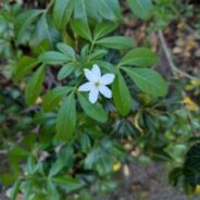 Still A Time to Rejoice