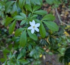 Still A Time to Rejoice