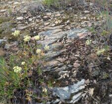 Naphtali and Zebulun – Peoples Crushed and Hope Reborn