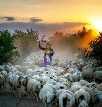 Help in Time of Need – The Shepherd